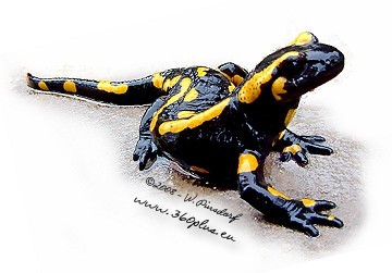 Feuersalamander