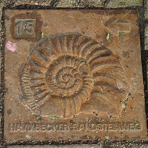 Der Ammonit ziert als Symbol den Havixbecker sandsteinweg