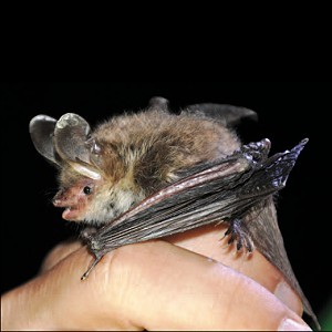 Fledermaus